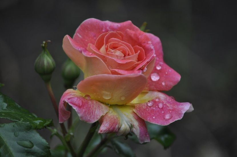 _DSC0042 - VARA 2021