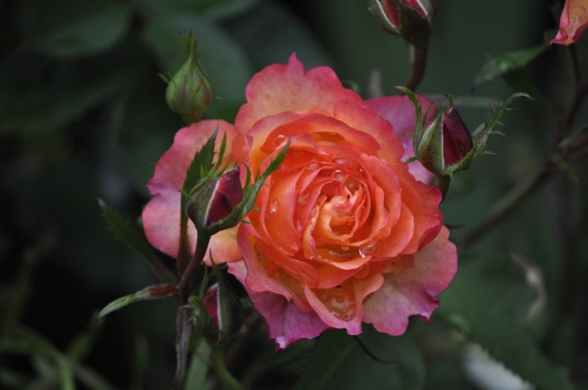 _DSC0043 - VARA 2021