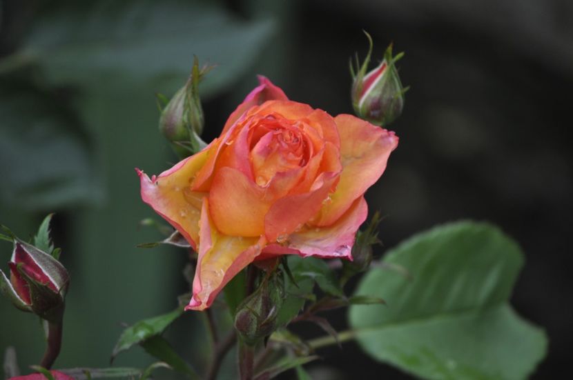 _DSC0044 - VARA 2021