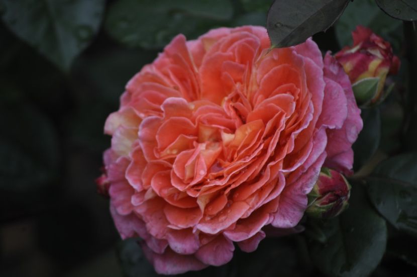 _DSC0048 - VARA 2021
