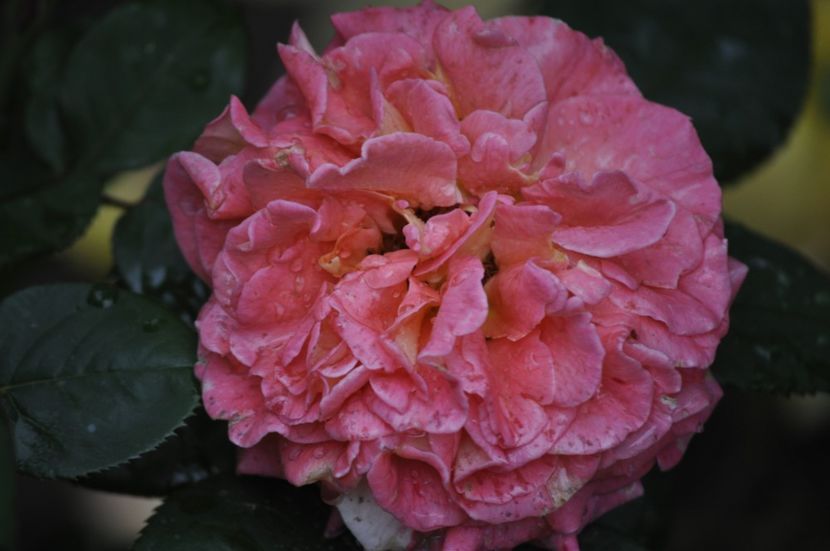_DSC0049 - VARA 2021