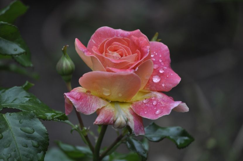 _DSC0050 - VARA 2021