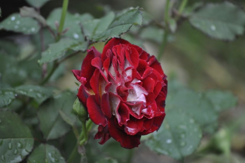 _DSC0052 - VARA 2021
