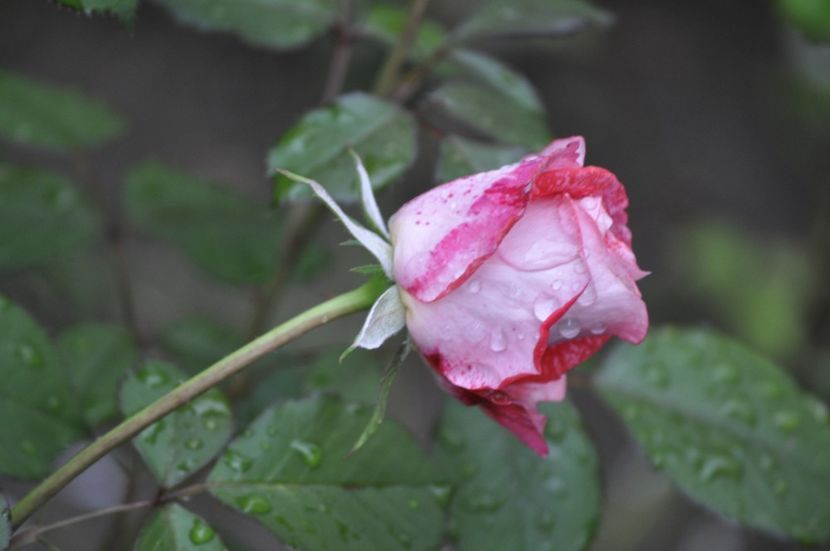 _DSC0053 - VARA 2021