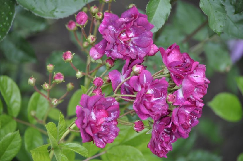 _DSC0055 - VARA 2021