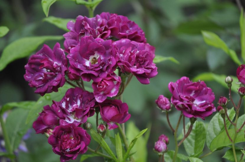 _DSC0058 - VARA 2021