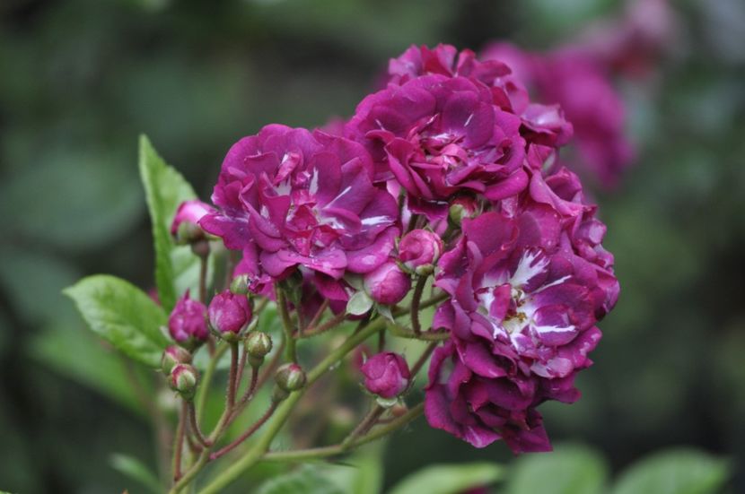 _DSC0059 - VARA 2021