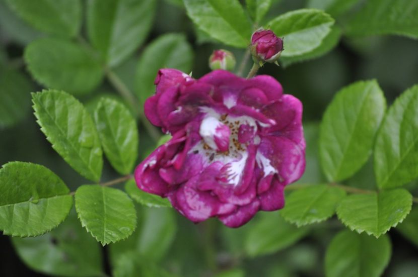 _DSC0060 - VARA 2021