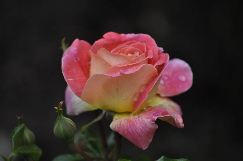 _DSC0063 - VARA 2021