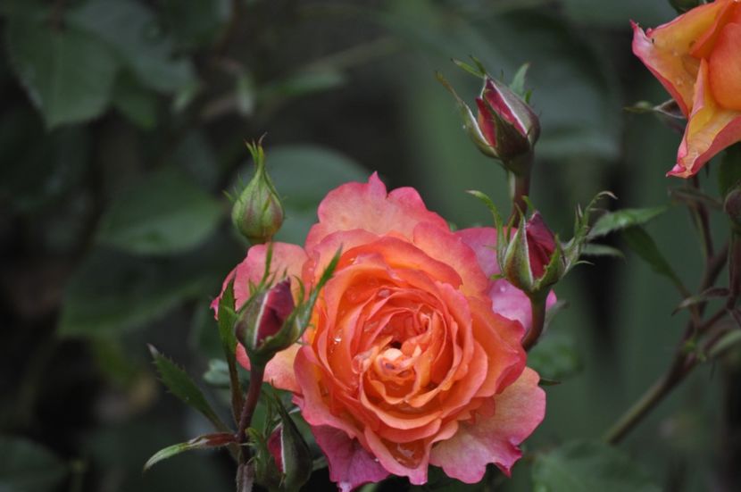 _DSC0064 - VARA 2021