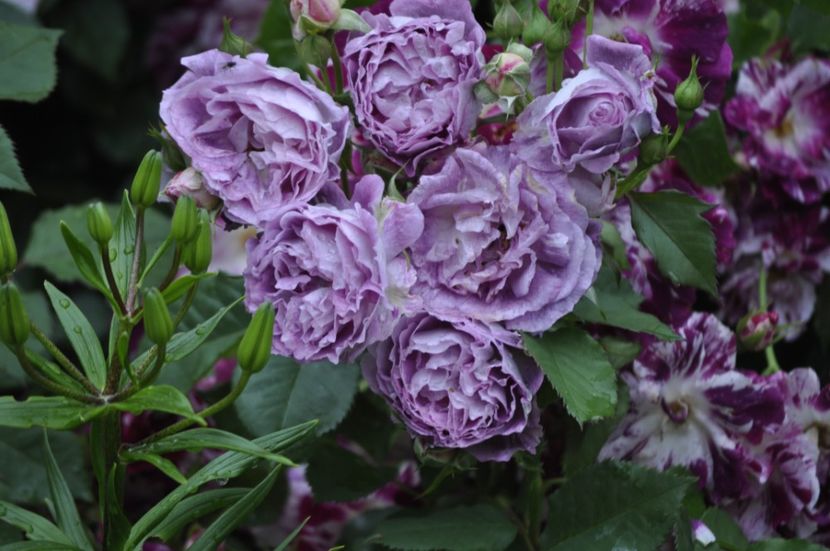 _DSC0067 - VARA 2021