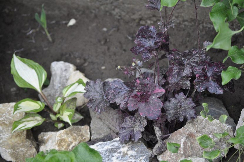 _DSC0077 - VARA 2021