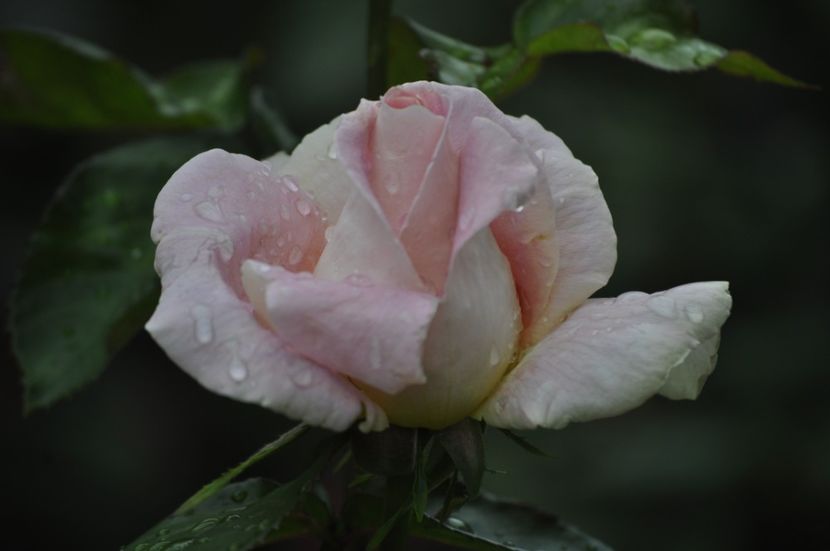 _DSC0083 - VARA 2021