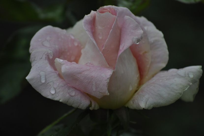 _DSC0084 - VARA 2021