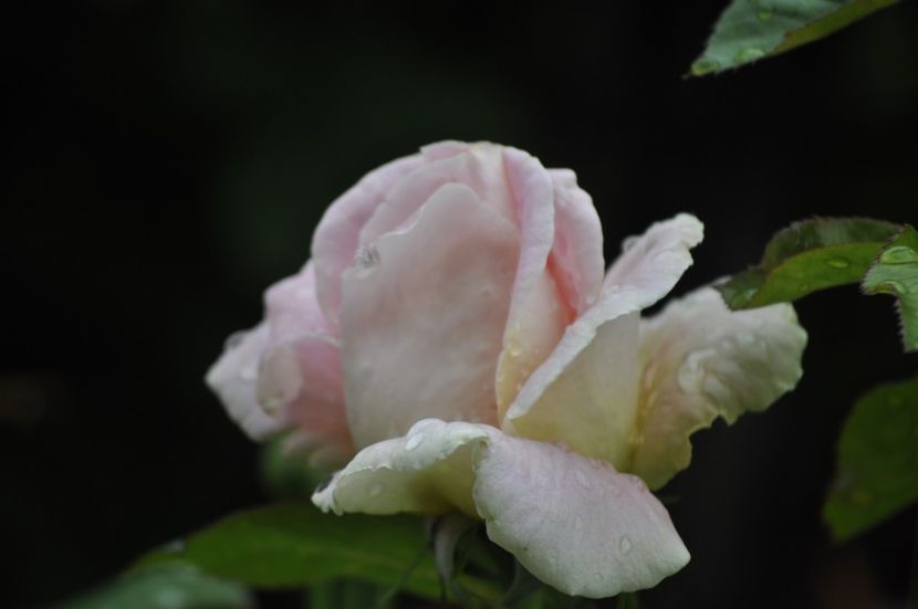 _DSC0085 - VARA 2021