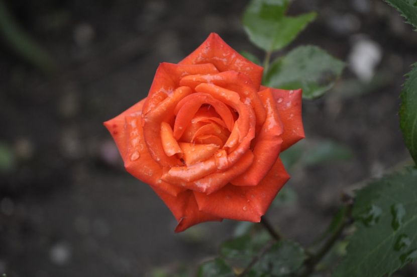 _DSC0088 - VARA 2021