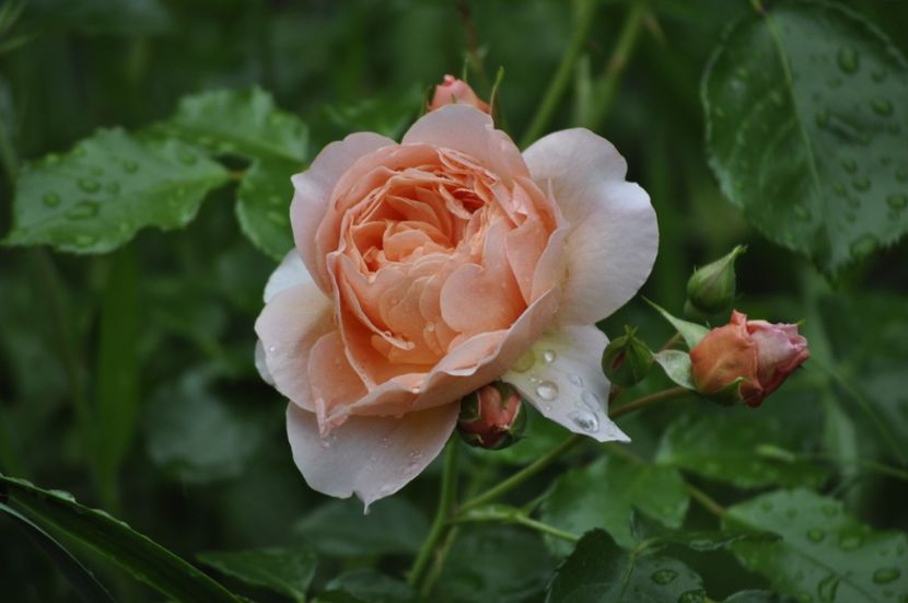 _DSC0091 - VARA 2021