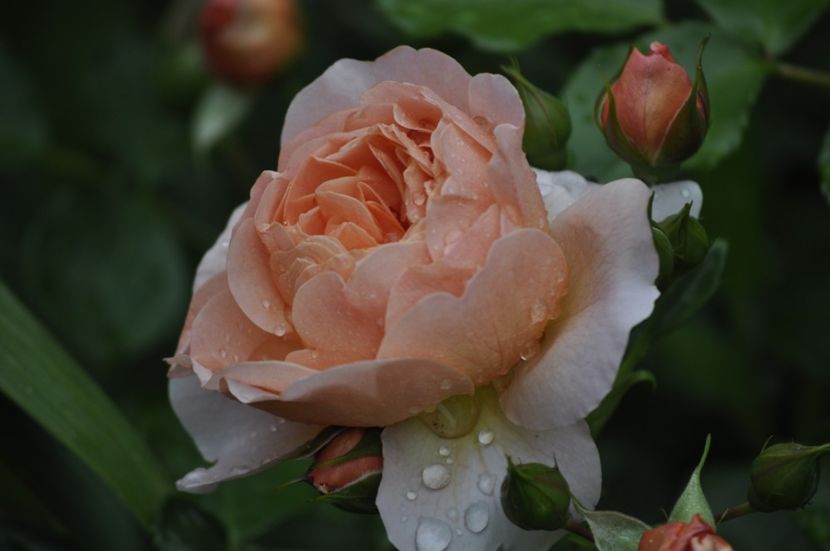 _DSC0093 - VARA 2021