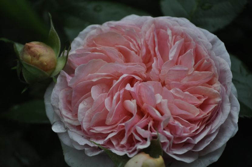 _DSC0095 - VARA 2021