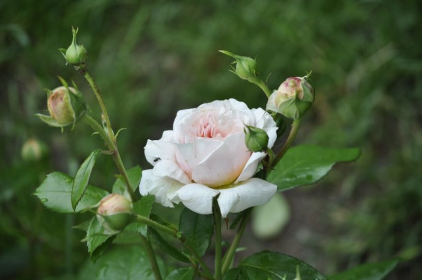 _DSC0096 - VARA 2021