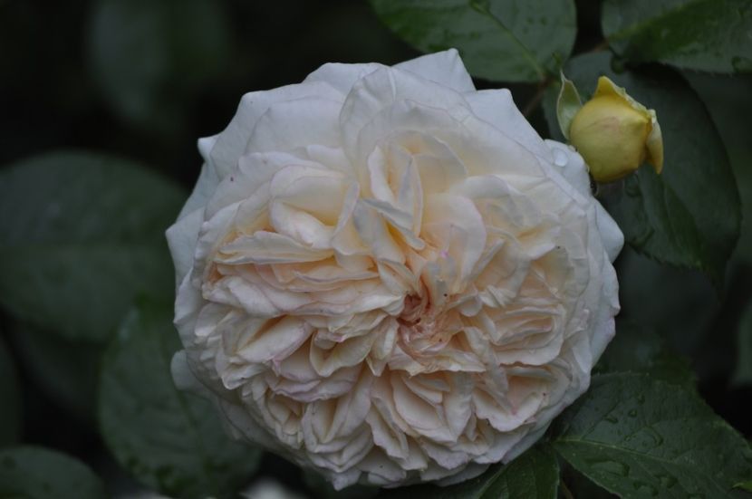 _DSC0097 - VARA 2021