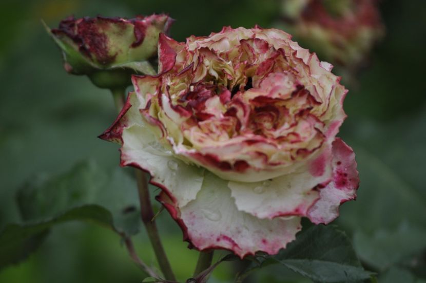 _DSC0099 - VARA 2021