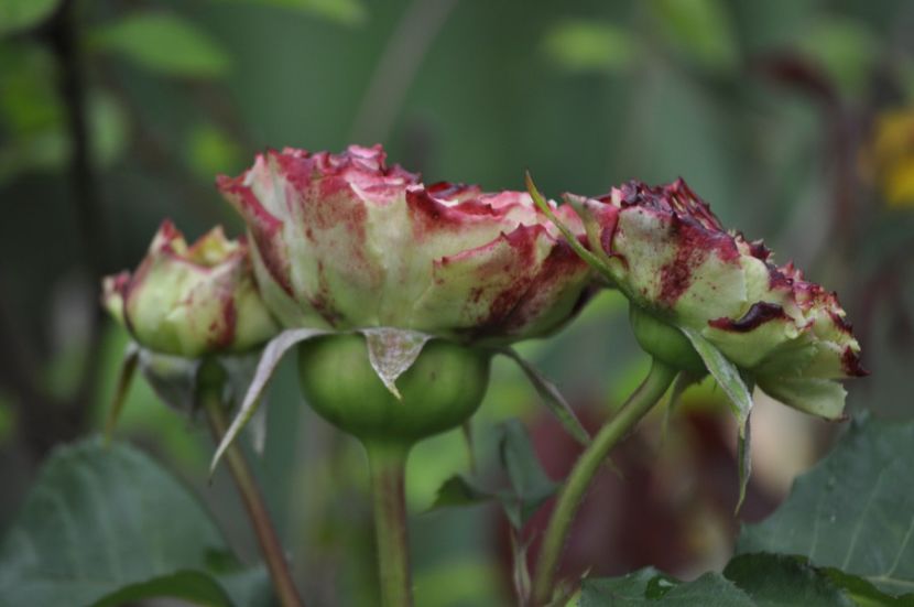 _DSC0100 - VARA 2021