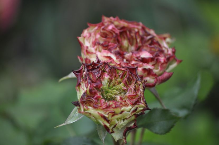 _DSC0102 - VARA 2021