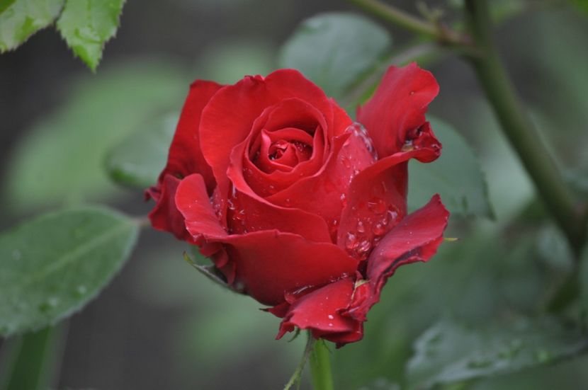 _DSC0103 - VARA 2021