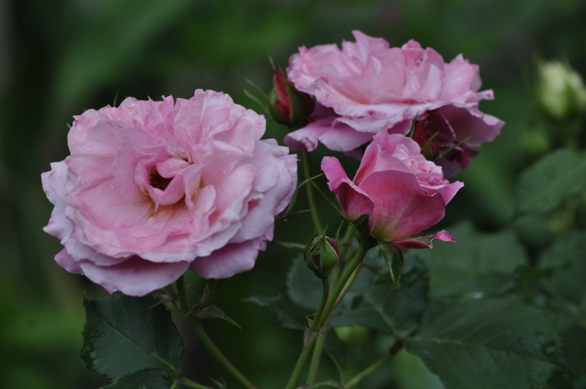 _DSC0105 - VARA 2021