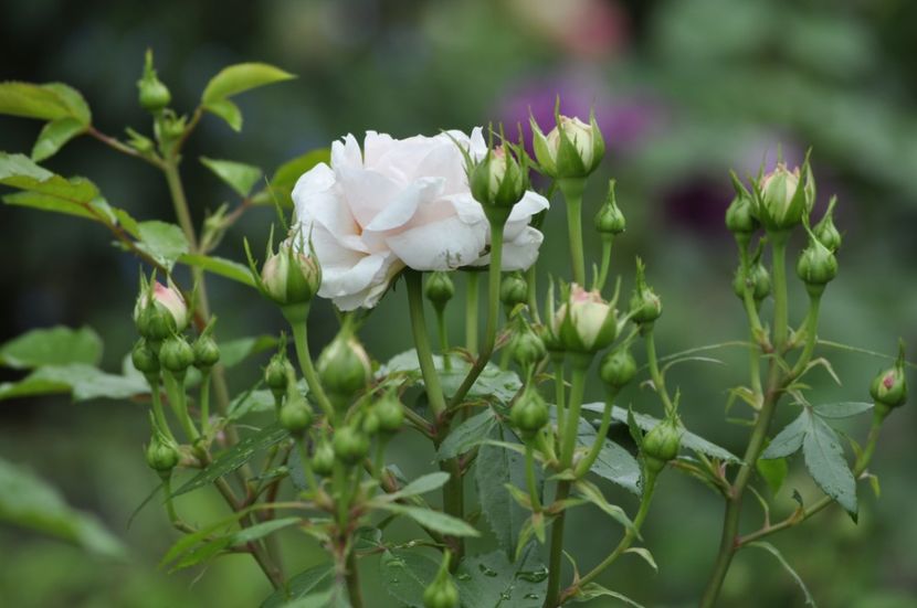 _DSC0111 - VARA 2021