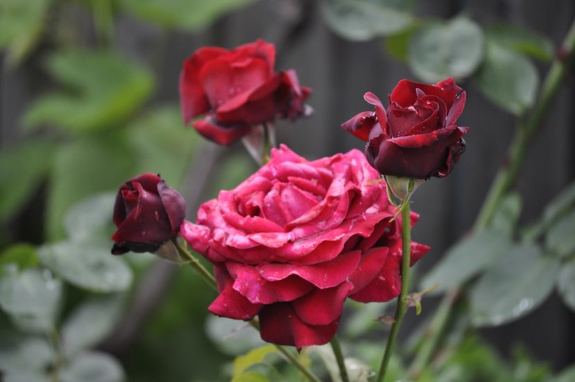 _DSC0113 - VARA 2021