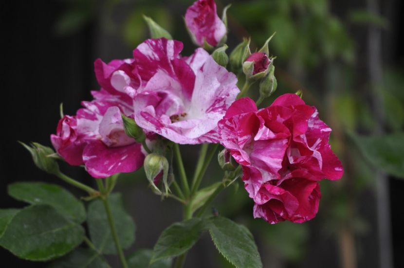 _DSC0115 - VARA 2021