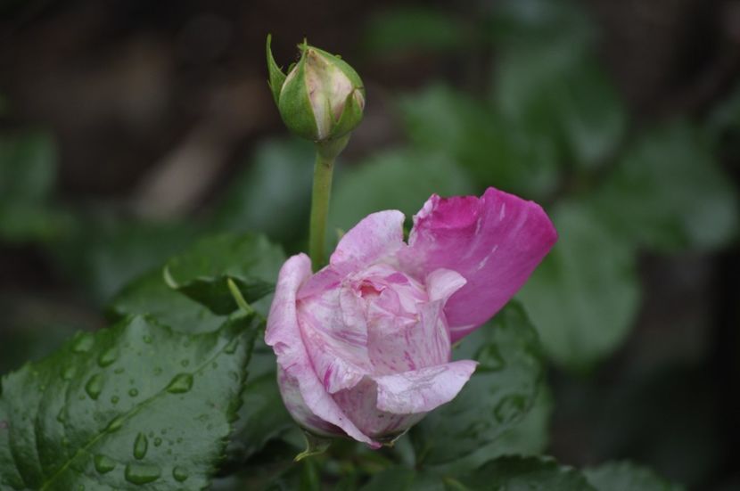 _DSC0119 - VARA 2021