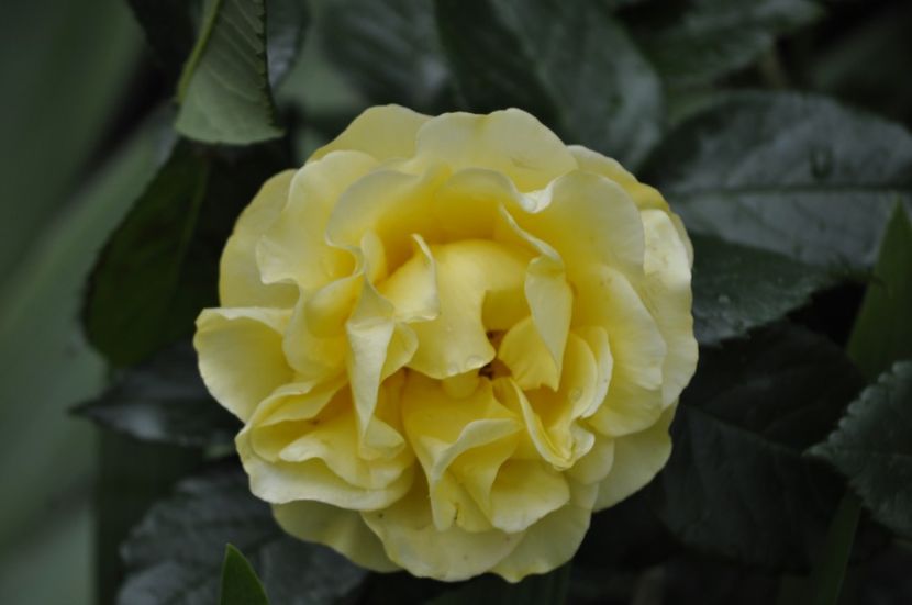 _DSC0123 - VARA 2021