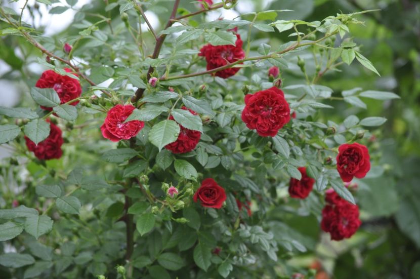 _DSC0124 - VARA 2021