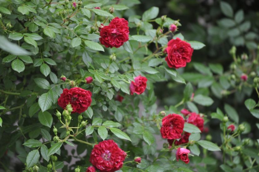 _DSC0125 - VARA 2021