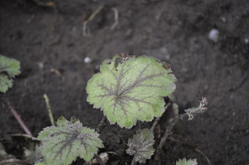 _DSC0129 - VARA 2021