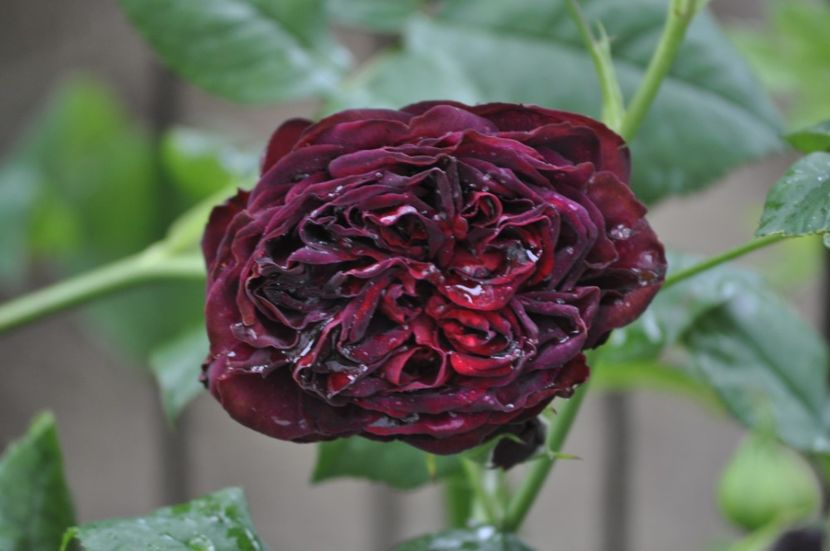 _DSC0130 - VARA 2021