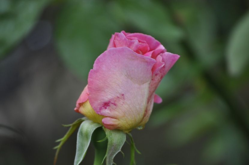 _DSC0131 - VARA 2021