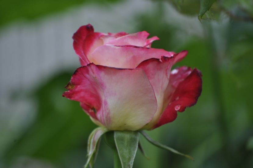 _DSC0133 - VARA 2021