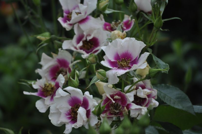 _DSC0136 - VARA 2021