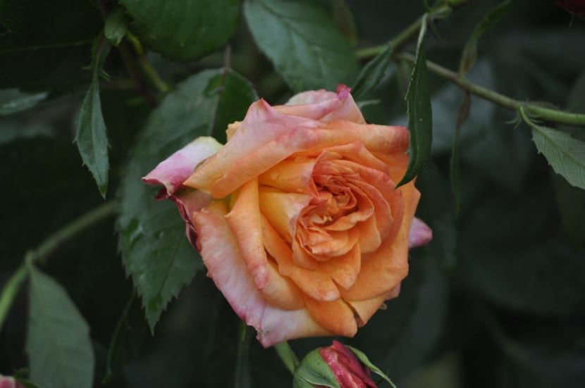 _DSC0137 - VARA 2021