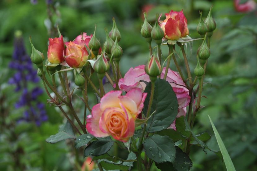 _DSC0142 - VARA 2021