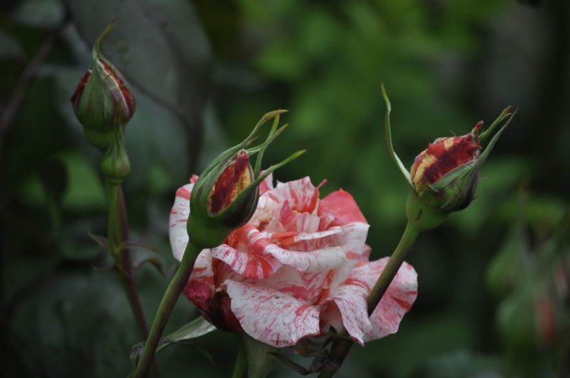 _DSC0143 - VARA 2021