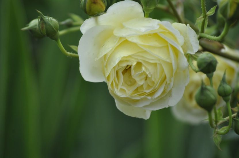 _DSC0145 - VARA 2021