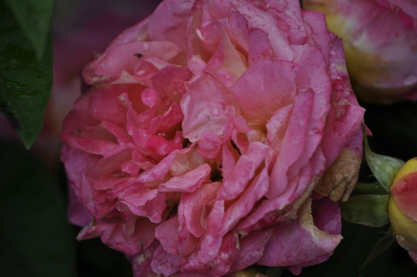 _DSC0146 - VARA 2021