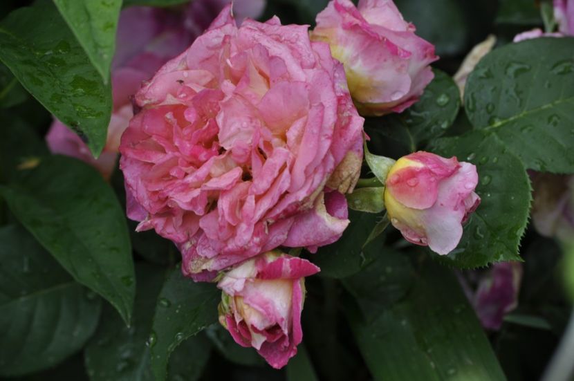 _DSC0147 - VARA 2021