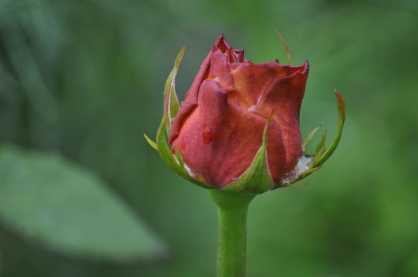 _DSC0148 - VARA 2021