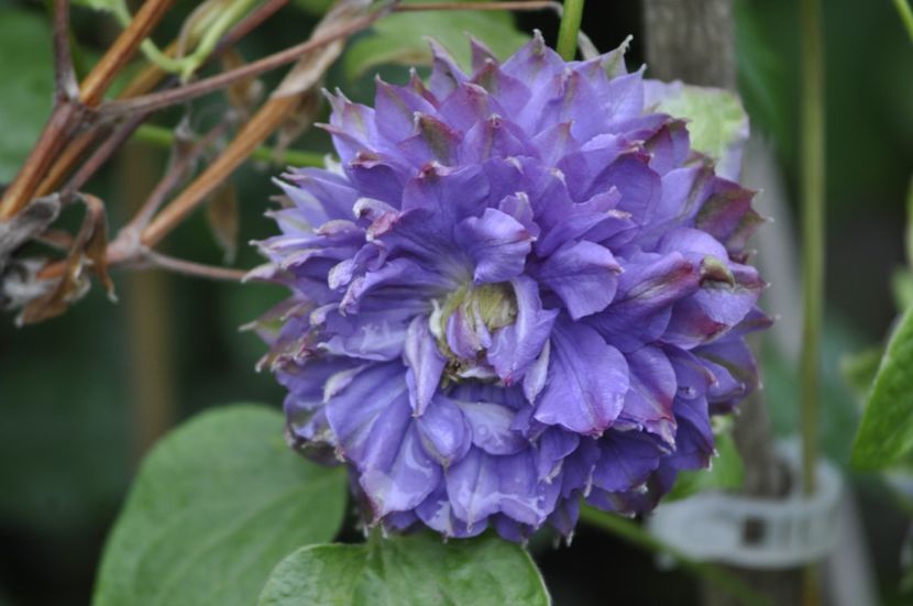 _DSC0149 - VARA 2021